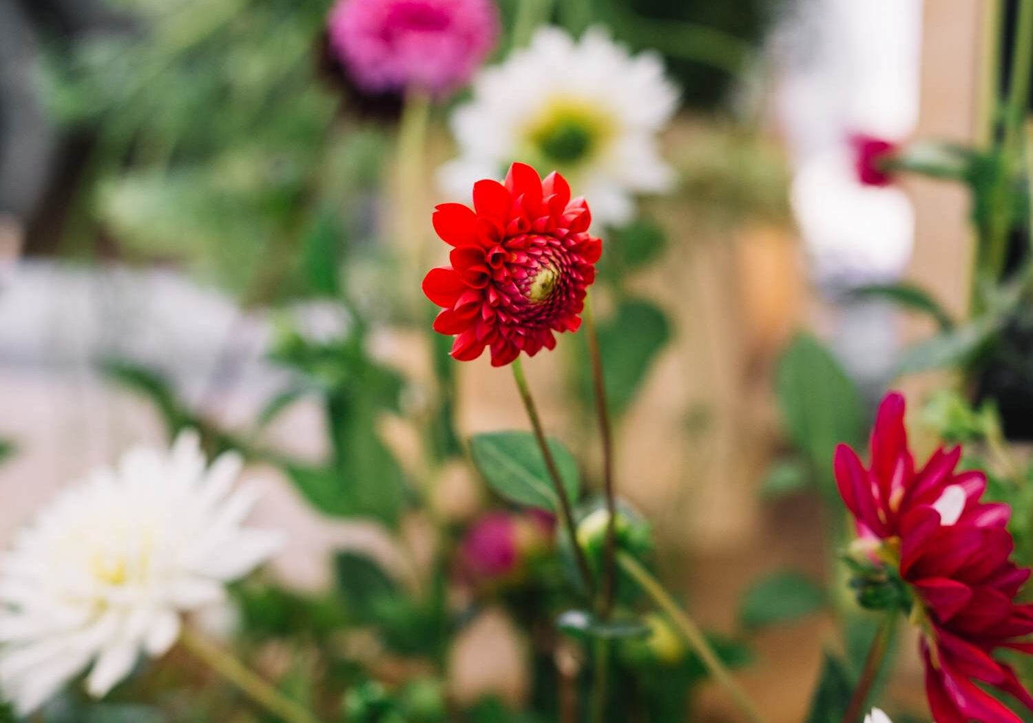Beautiful red and white chrysanthemum flower plant