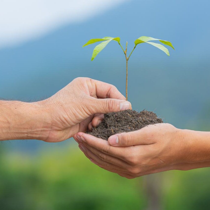 Close up picture of hand passing the sapling of the plant to another hand