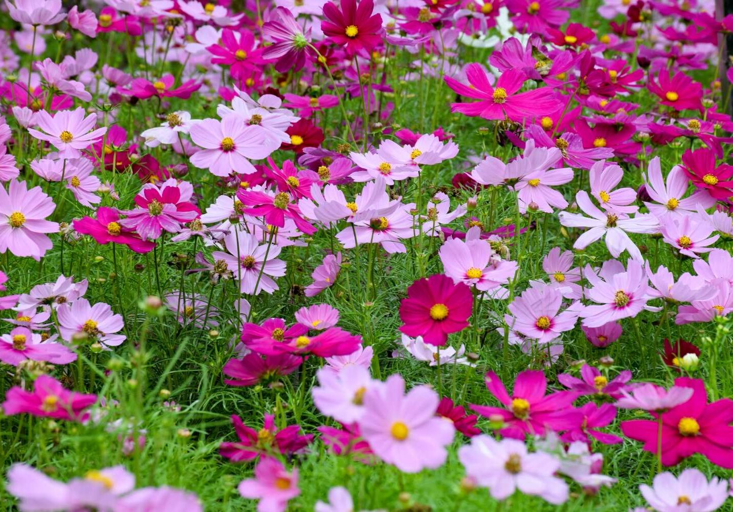 Many lilac and pink flowers