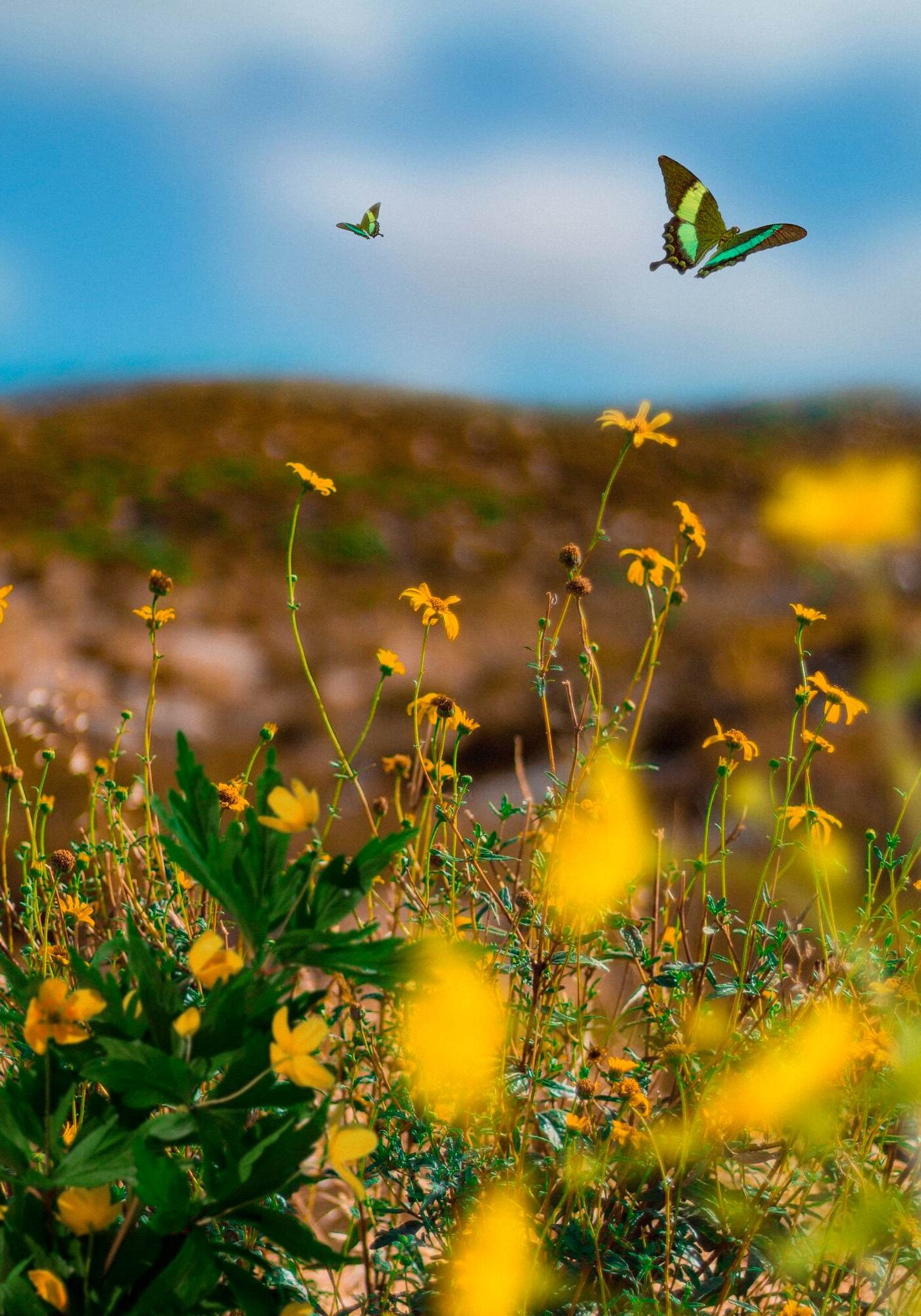 Spring scene with flowers and butterfly