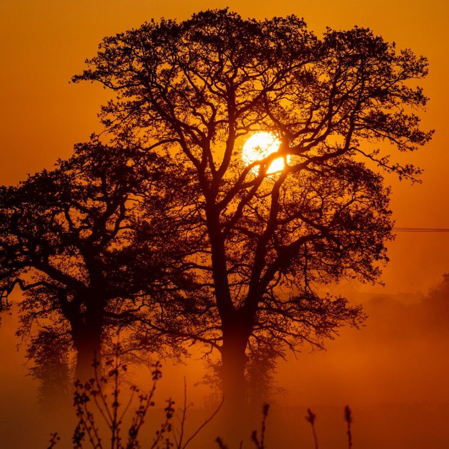 Vertical shot of some beautiful trees and the sun setting in the background