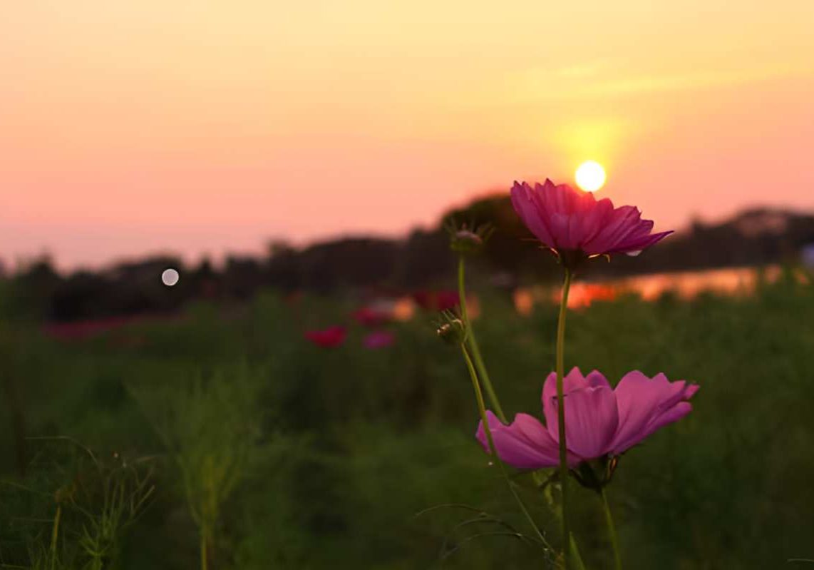 cosmos-flowers cosmos-flowers