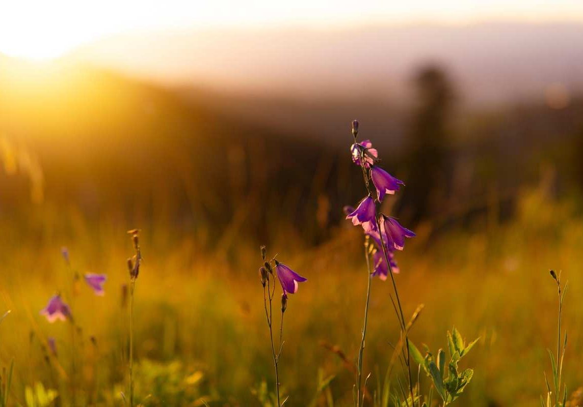 flowers-field-sunset flowers-field-sunset