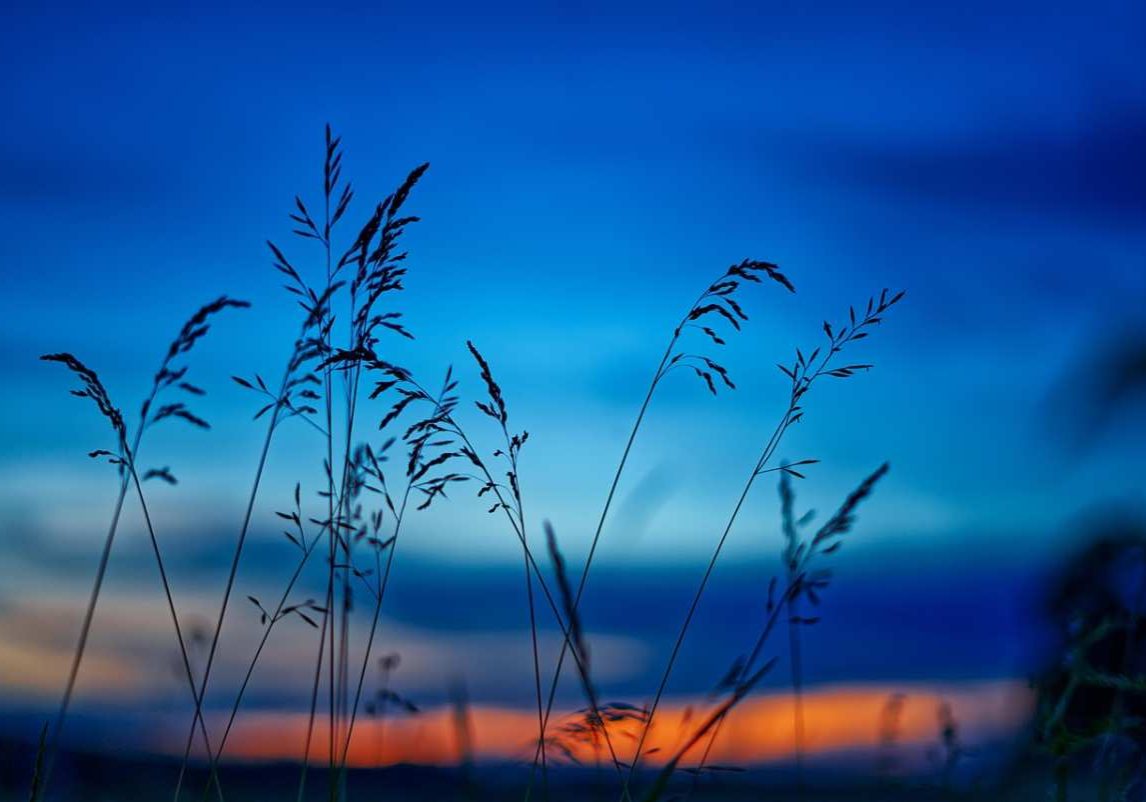 sunset-dusk-field sunset-dusk-field